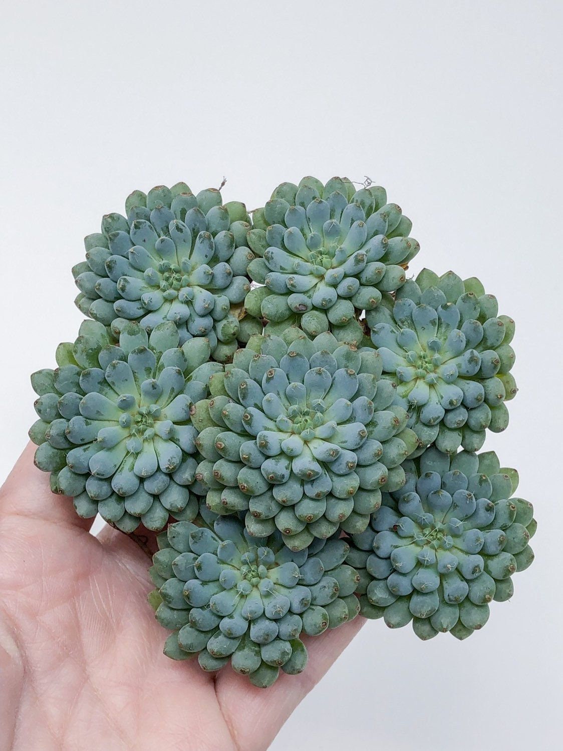 Bella Echeveria Succulent Plant - 4 inch pot