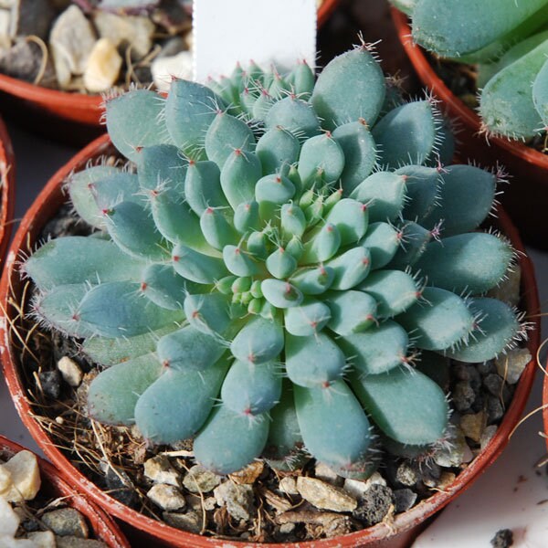 Bella Echeveria Succulent Plant - 4 inch pot