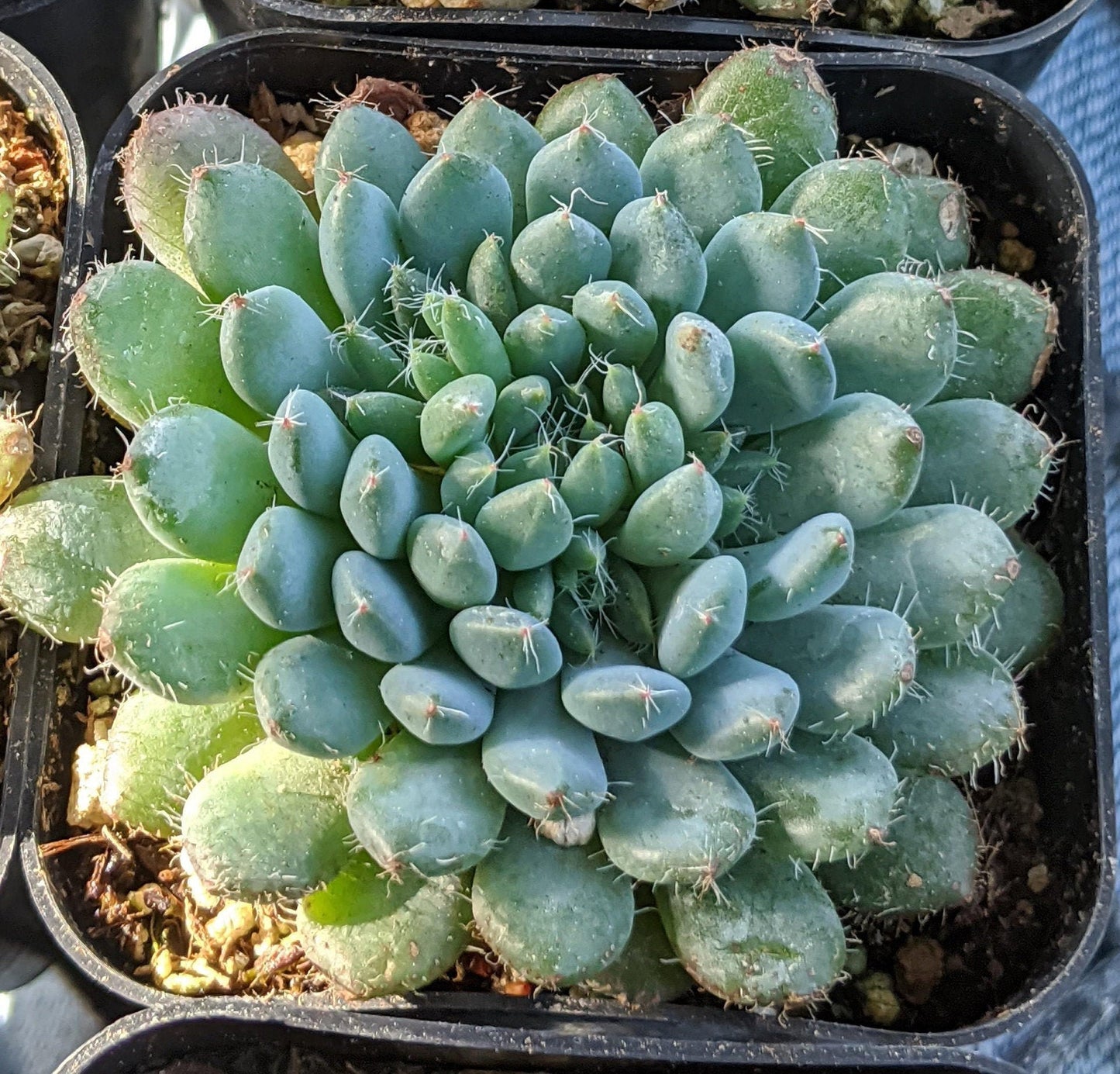 Bella Echeveria Succulent Plant - 4 inch pot