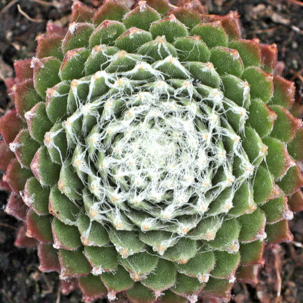 Hurricane Cobweb Succulent - Hens and Chicks Sempervivum Plant 4"