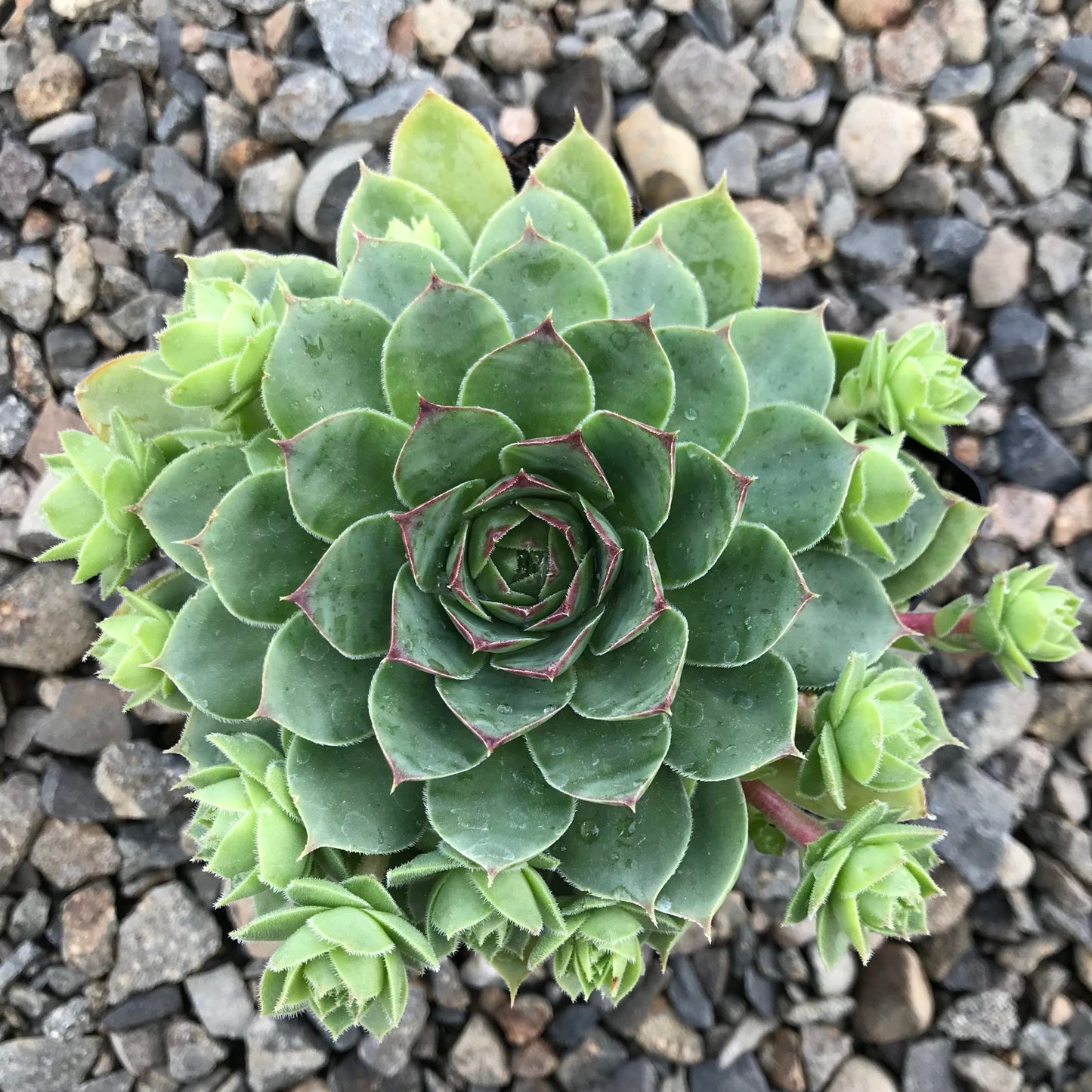 Albidum Succulent Hens & Chicks Sempervivum Plant - 4 inch pot