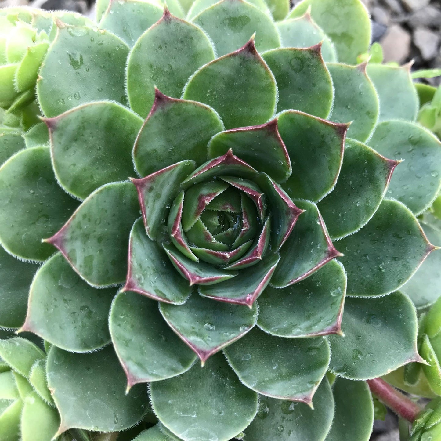 Albidum Succulent Hens & Chicks Sempervivum Plant - 4 inch pot