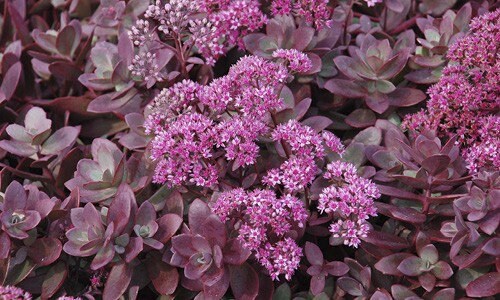 Firecracker Succulent - Stonecrop Sedum Plant by SunSparkler® - 4 inch pot