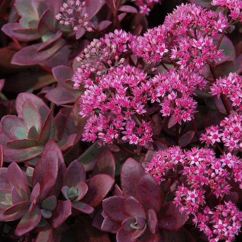 Firecracker Succulent - Stonecrop Sedum Plant by SunSparkler® - 4 inch pot