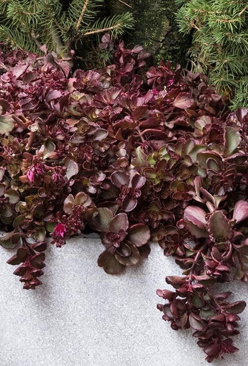 "Voodoo" Stonecrop Succulent Sedum Plant - 4 inch pot