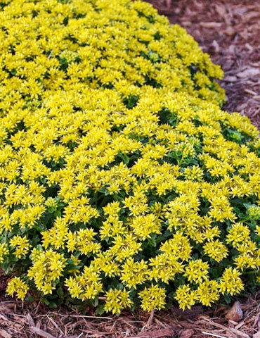 Little Miss Sunshine Succulent - Stonecrop Sedum Plant - 4 inch pot