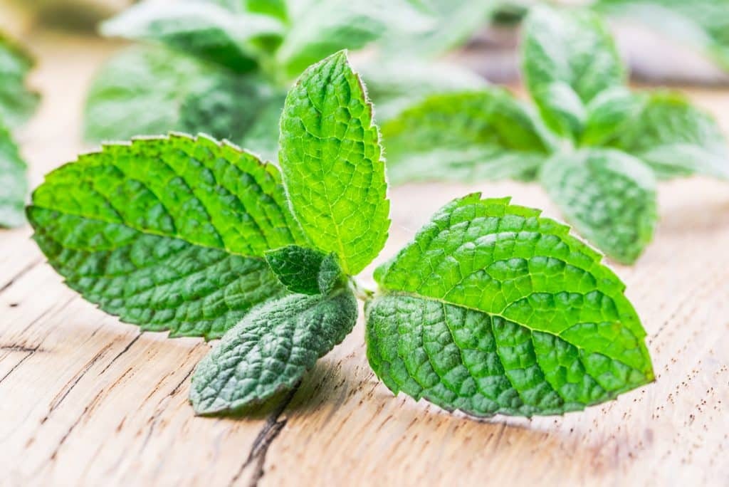 Apple Mint Herb - Mentha Suaveolens Plant - 4 inch pot