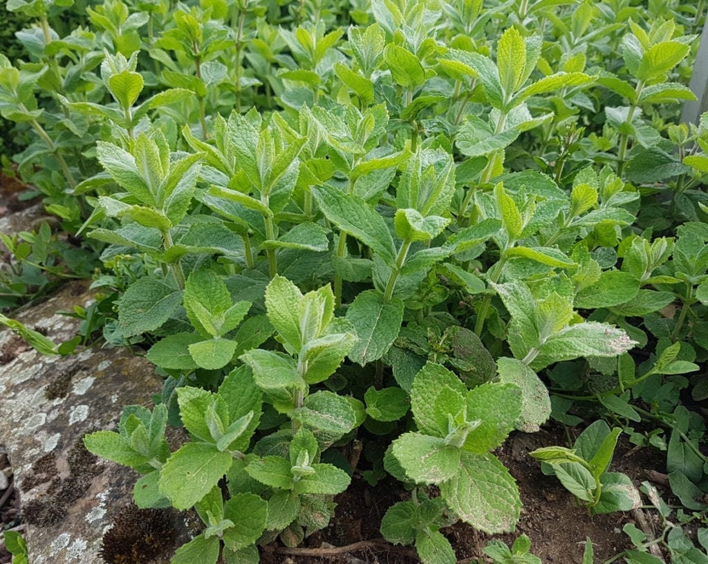 Apple Mint Herb - Mentha Suaveolens Plant - 4 inch pot