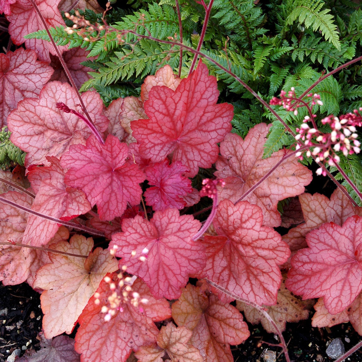 Georgia Peach Coral Bells - Heuchera Plant - 1.5 gallon pot
