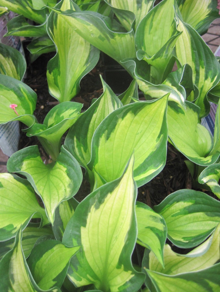 Hosta 'Whirlwind', 1 Gallon Pot Live Plant