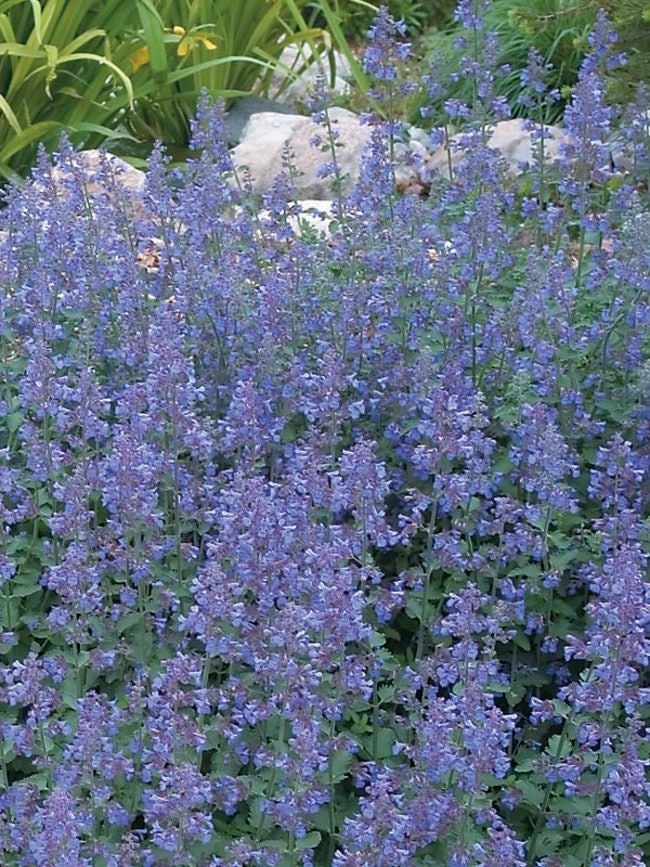 Walker's Low Catmint - Indigo Blue Nepeta Racemosa Plant - 1 qt pot