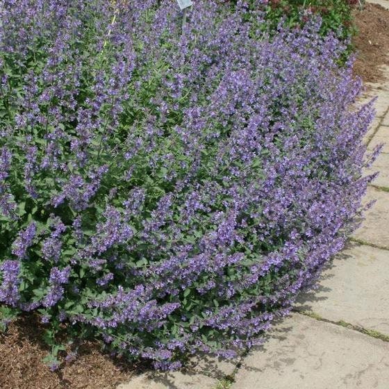 Walker's Low Catmint - Indigo Blue Nepeta Racemosa Plant - 1 qt pot