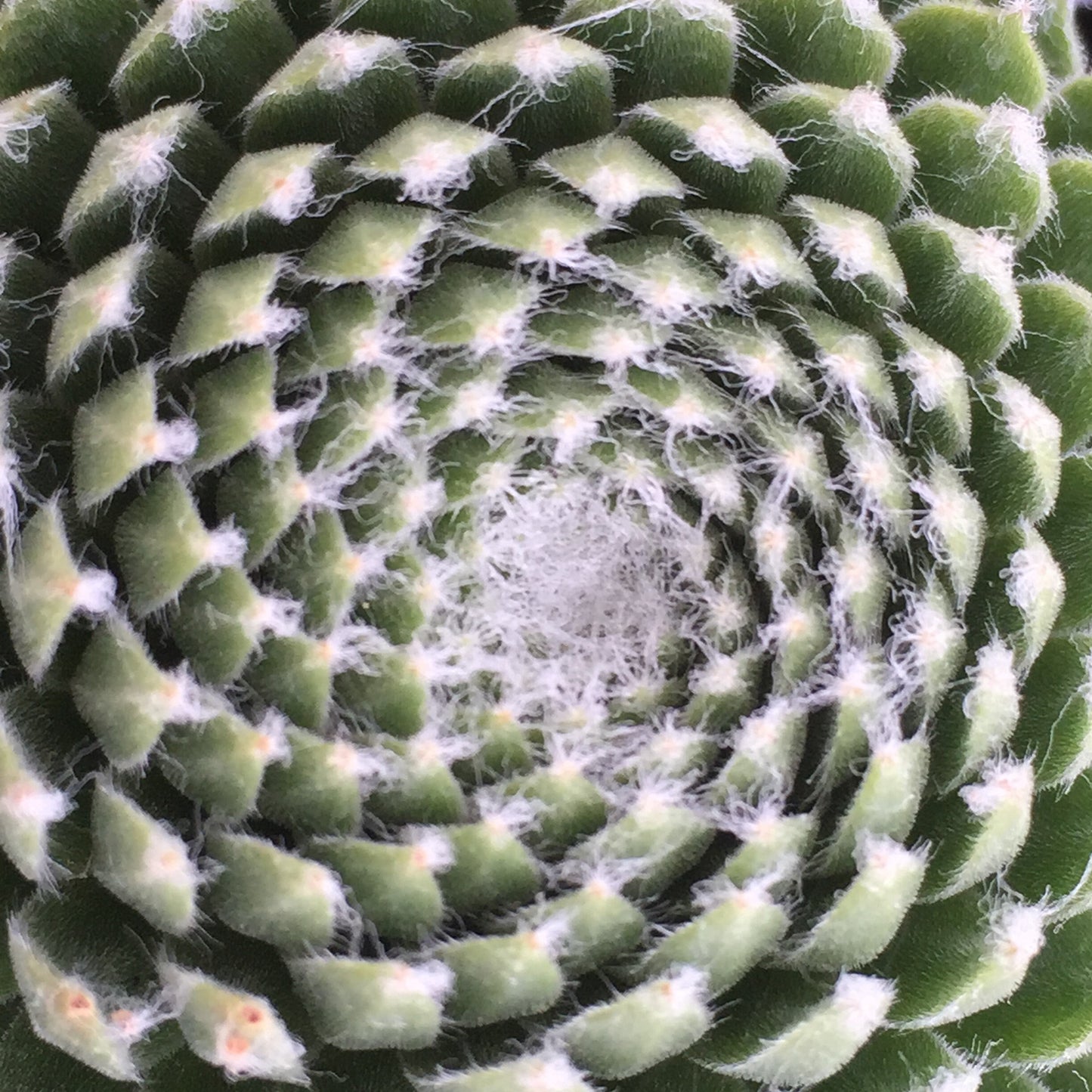 Hurricane Cobweb Succulent - Hens and Chicks Sempervivum Plant 4"