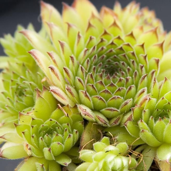 Kosaninii Sempervivum Live Succulent 4" pot