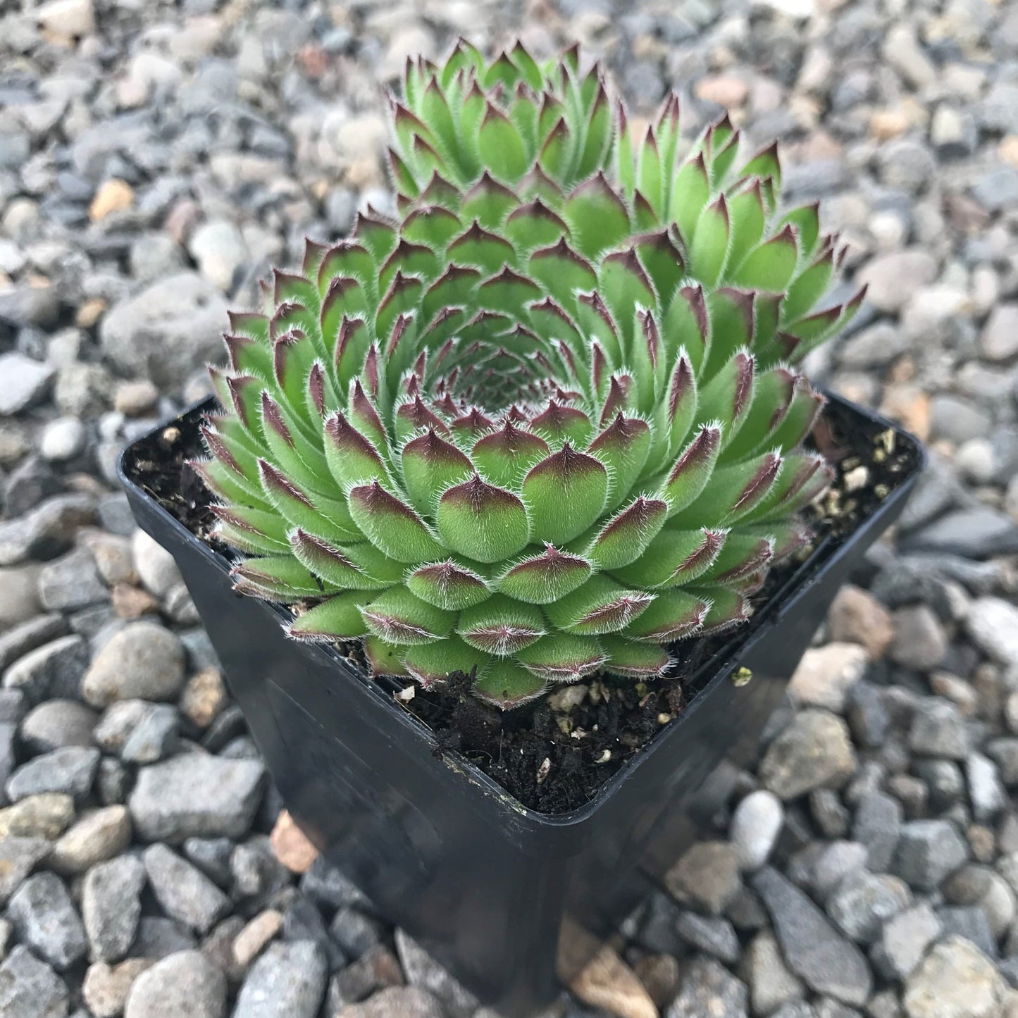 Kosaninii Sempervivum Live Succulent 4" pot
