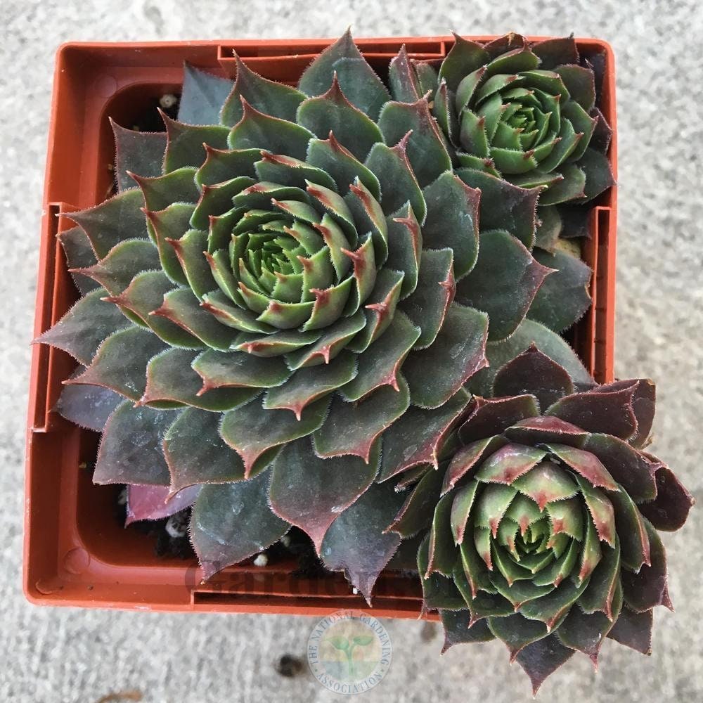 Sanford Sempervivum Live Succulent Spring and Summer Growth Colony Sempervivum Hens and Chicks Plant 4 inch pot Free Shipping