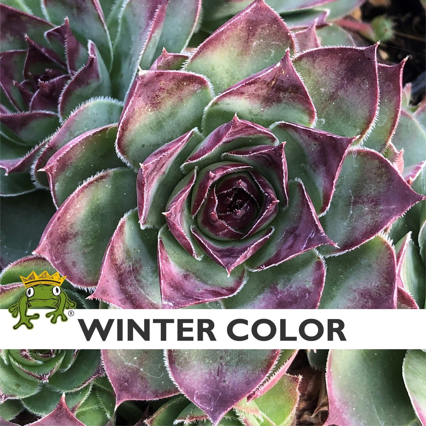 Albidum Succulent Hens & Chicks Sempervivum Plant - 4 inch pot