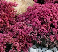 Firecracker Succulent - Stonecrop Sedum Plant by SunSparkler® - 4 inch pot