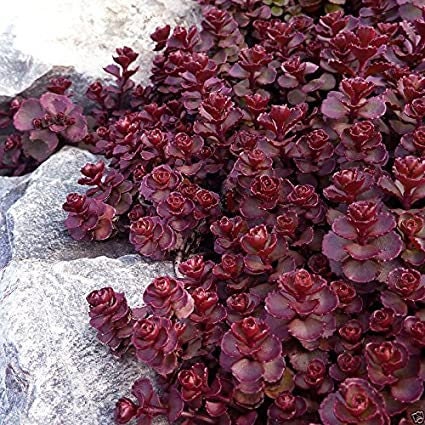 "Voodoo" Stonecrop Succulent Sedum Plant - 4 inch pot