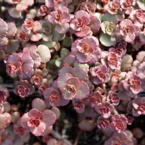 "Voodoo" Stonecrop Succulent Sedum Plant - 4 inch pot