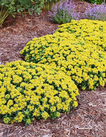 Little Miss Sunshine Succulent - Stonecrop Sedum Plant - 4 inch pot