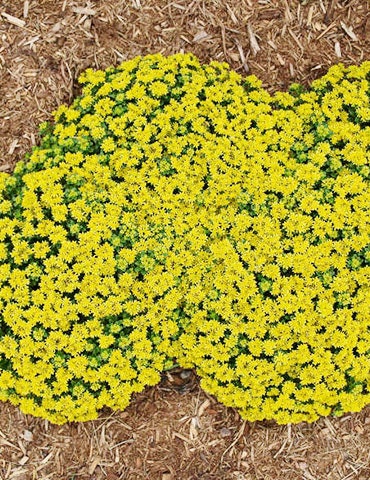 Little Miss Sunshine Succulent - Stonecrop Sedum Plant - 4 inch pot
