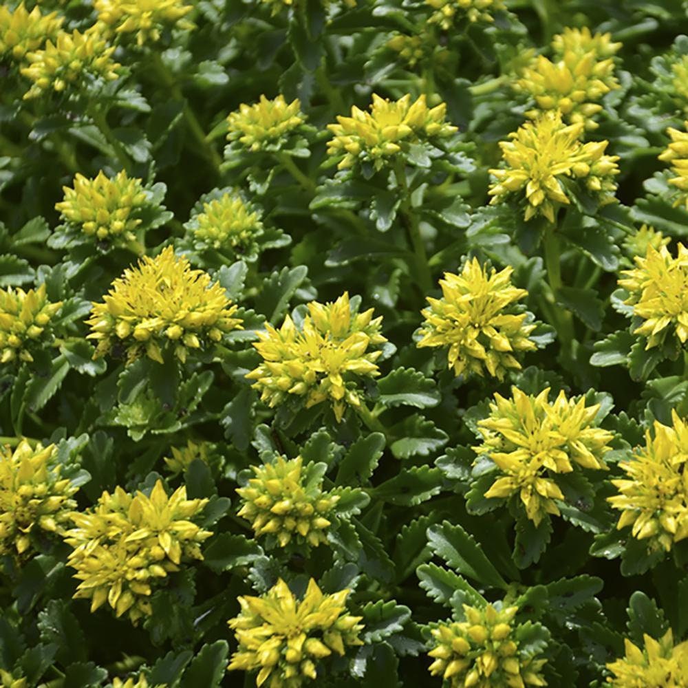 Little Miss Sunshine Succulent - Stonecrop Sedum Plant - 4 inch pot