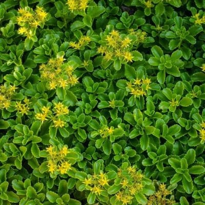 "Little Miss Sunshine" Stonecrop Sedum Succulent Plant - 4 inch pot