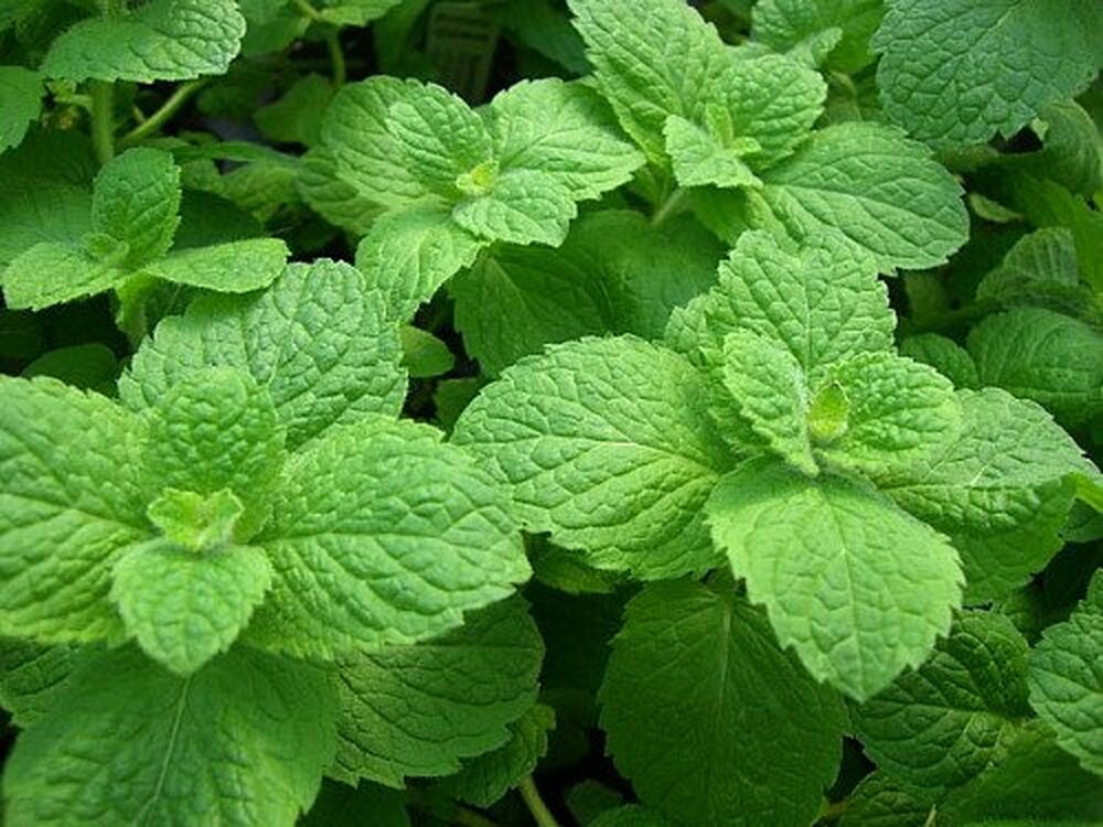 Apple Mint Herb - Mentha Suaveolens Plant - 4 inch pot