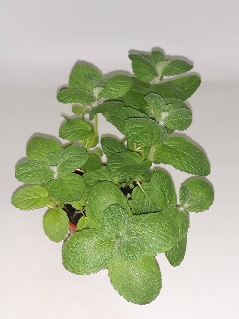 Apple Mint Herb - Mentha Suaveolens Plant - 4 inch pot