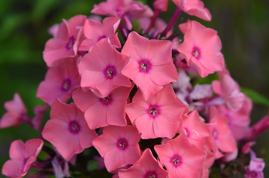 Coral Créme Drop Phlox Plant from the Candy Store® Collection - 1 gallon pot