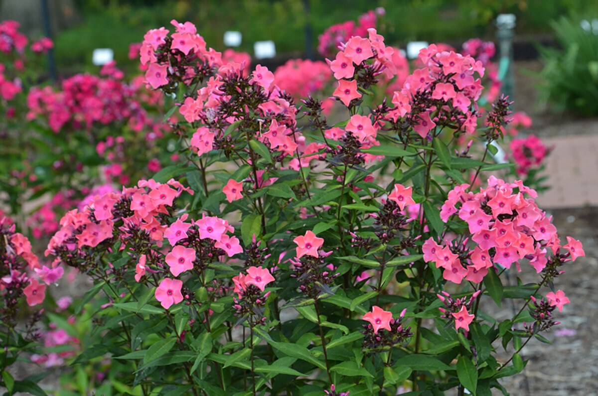 Coral Créme Drop Phlox Plant from the Candy Store® Collection - 1 gallon pot