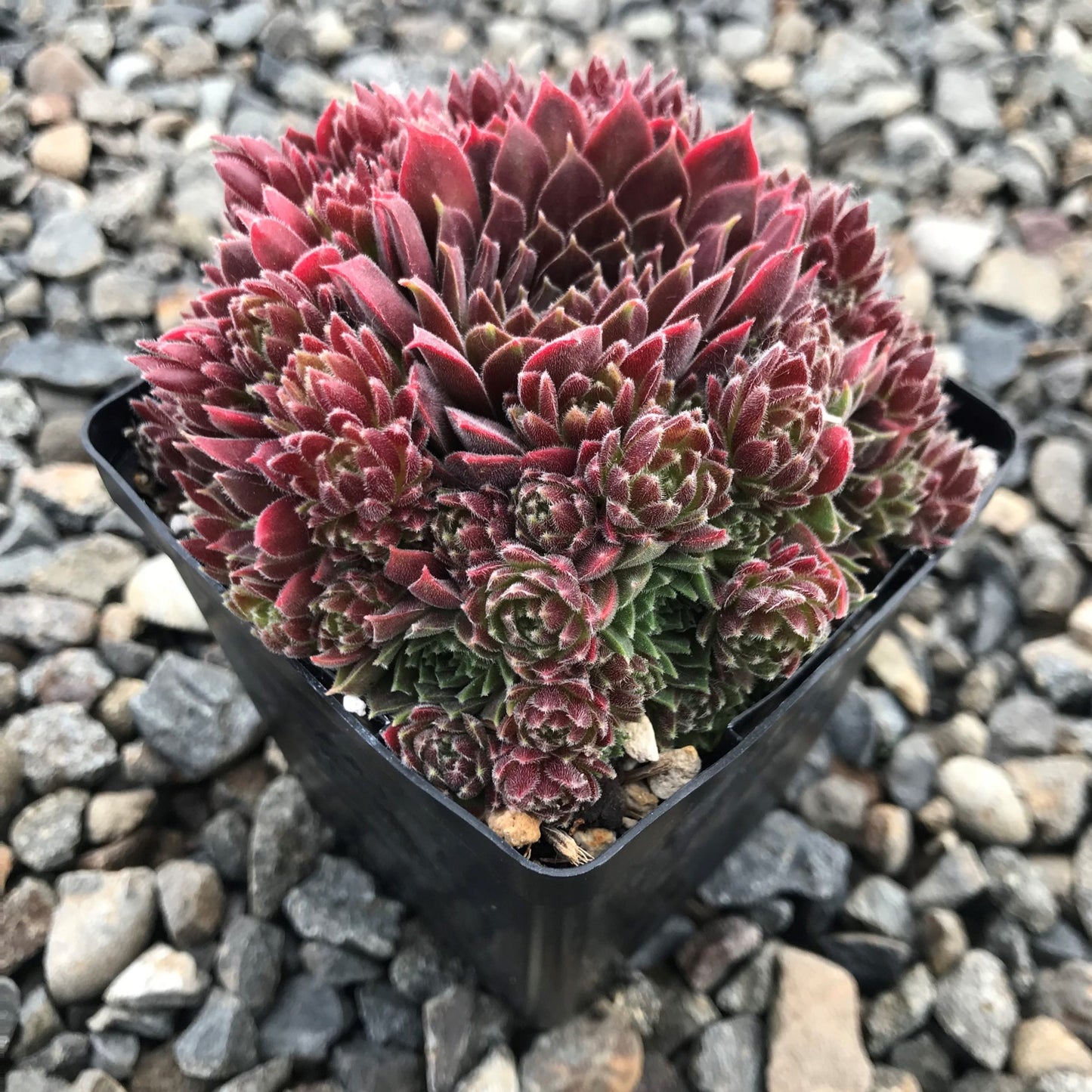 Pacific Trails Succulents - Hens & Chicks Sempervivum Plant - 4 inch pot