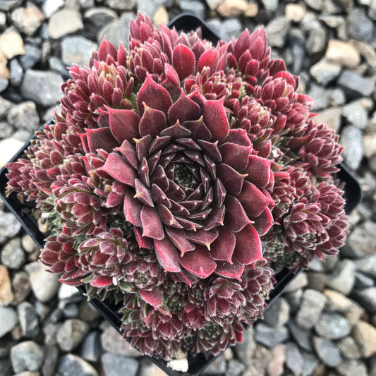 Pacific Trails Succulents - Hens & Chicks Sempervivum Plant - 4 inch pot