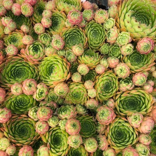 Sempervivum 'Sirius' / Hens & Chicks / Live Succulents / 4" pot