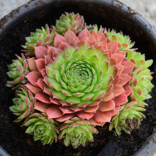 Sempervivum 'Sirius' / Hens & Chicks / Live Succulents / 4" pot