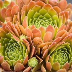Sempervivum 'Sirius' / Hens & Chicks / Live Succulents / 4" pot