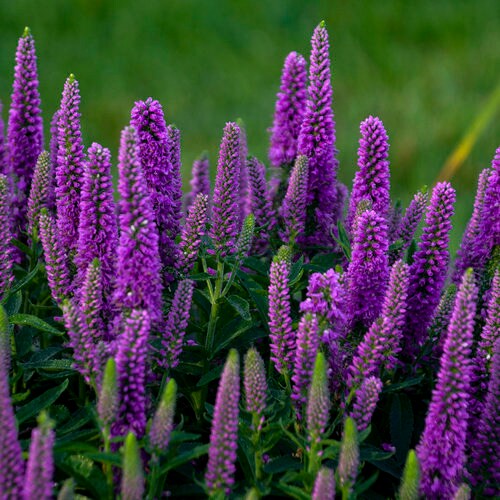 Purple Illusion Veronica Plant from the Magic Show® Collection by Proven Winners™ - 1.5 Gallon Pot