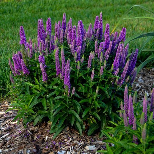Purple Illusion Veronica Plant from the Magic Show® Collection by Proven Winners™ - 1.5 Gallon Pot