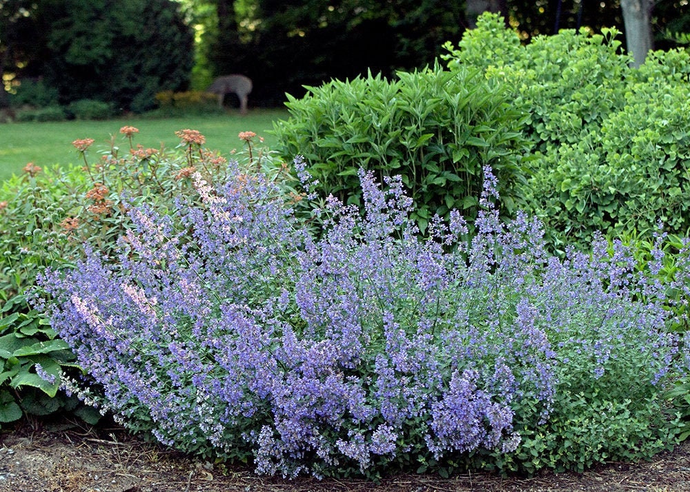 Walker's Low Catmint - Indigo Blue Nepeta Racemosa Plant - 1 qt pot