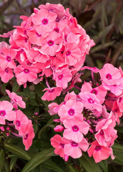 Coral Créme Drop Phlox Plant from the Candy Store® Collection - 1 gallon pot