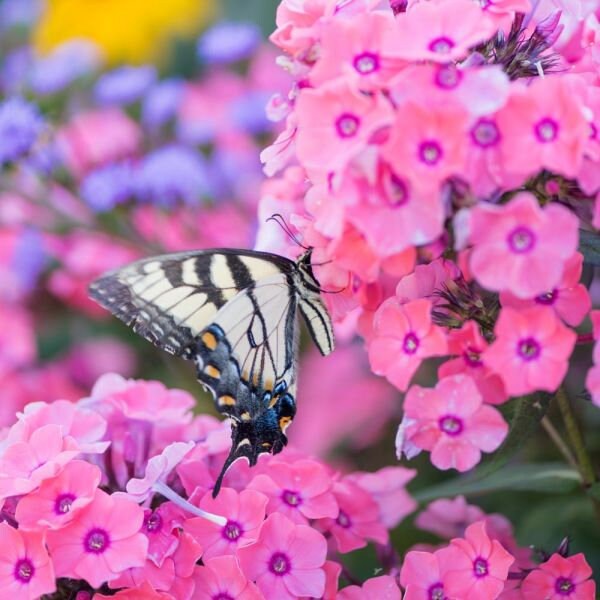 Coral Créme Drop Phlox Plant from the Candy Store® Collection - 1 gallon pot