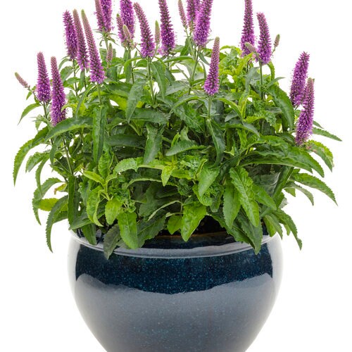 Purple Illusion Veronica Plant from the Magic Show® Collection by Proven Winners™ - 1.5 Gallon Pot