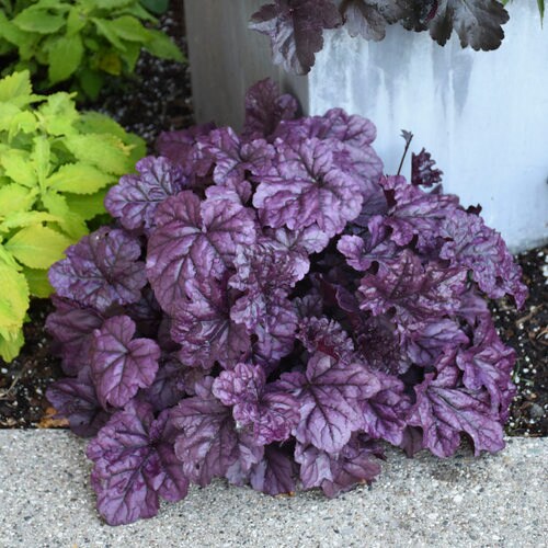 Wildberry Coral Bells - Heuchera Plant from the Dolce® Collection from Proven Winners™ - 1 quart pot
