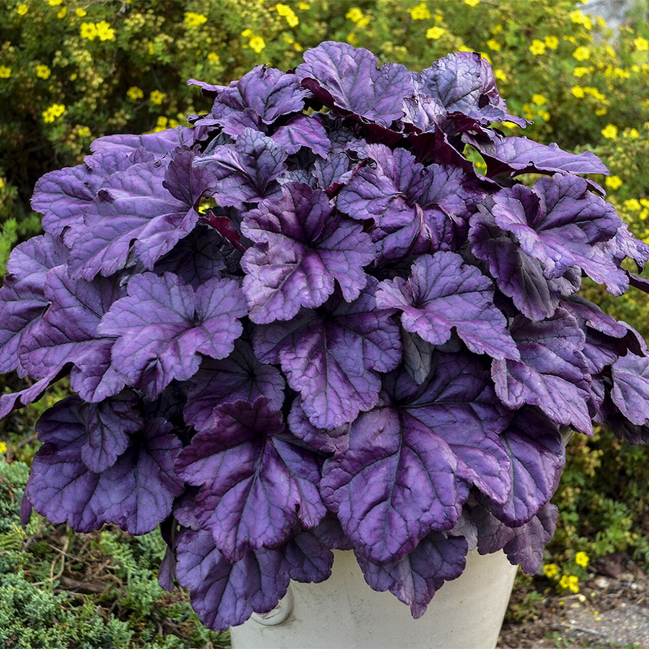 Wildberry Coral Bells - Heuchera Plant from the Dolce® Collection from Proven Winners™ - 1 quart pot