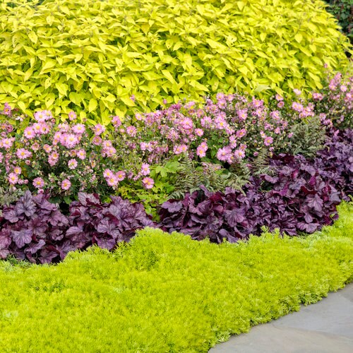 Wildberry Coral Bells - Heuchera Plant from the Dolce® Collection from Proven Winners™ - 1 quart pot