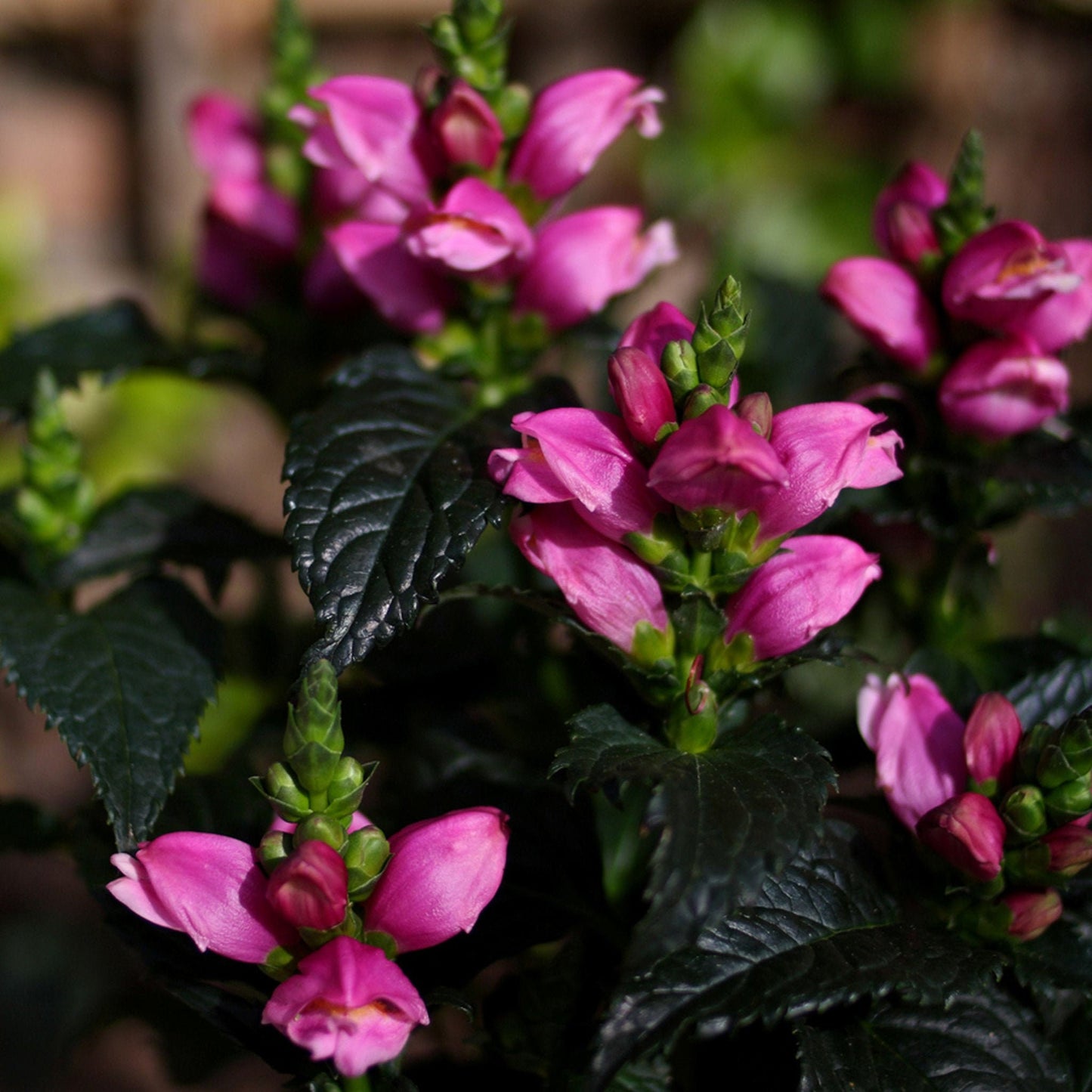Tiny Tortuga Turtlehead - Chelone Obliqua Plant - 1 qt pot