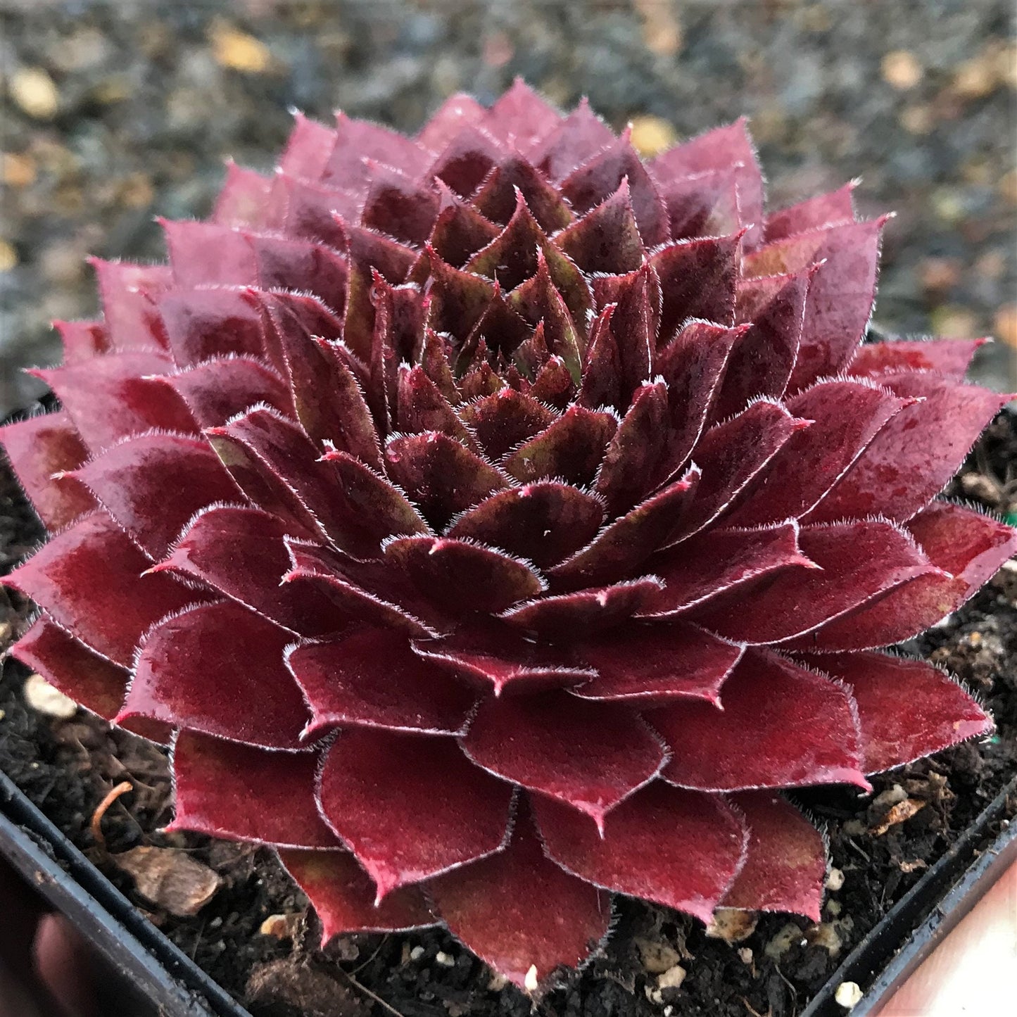 Sempervivum Rojin / Live Succulents /Red succulent/ Red Sempervivum Hens & Chicks / 4" pot / Full sun plant