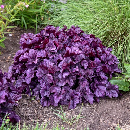 Wildberry Coral Bells - Heuchera Plant from the Dolce® Collection from Proven Winners™ - 1 quart pot