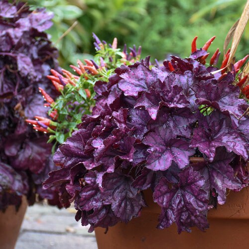 Wildberry Coral Bells - Heuchera Plant from the Dolce® Collection from Proven Winners™ - 1 quart pot